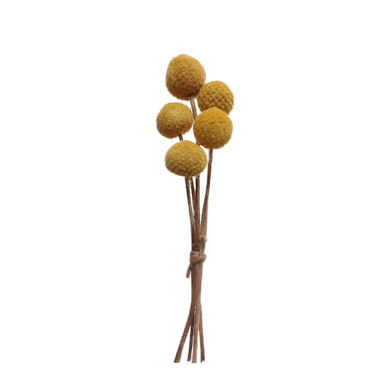 Dried Yellow Craspedia Decorative Naturals by Ashland&#xAE;